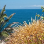 Teneriffe - Playa de las Americanos 15