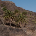 El Cabrito (Gomera)_104