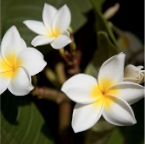 El Cabrito (Gomera)_032