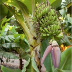 El Cabrito (Gomera)_037